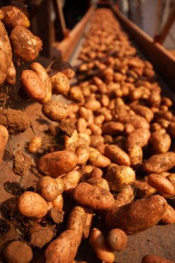 Fabrikanın içi. Cips üretimi. Fabrika ekipmanları, ürün üretim süreci. Yüksek kalite fotoğraf