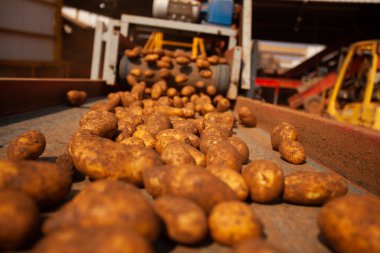Fabrikanın içi. Cips üretimi. Fabrika ekipmanları, ürün üretim süreci. Yüksek kalite fotoğraf