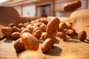Fabrikanın içi. Cips üretimi. Fabrika ekipmanları, ürün üretim süreci. Yüksek kalite fotoğraf