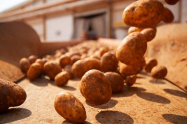 Fabrikanın içi. Cips üretimi. Fabrika ekipmanları, ürün üretim süreci. Yüksek kalite fotoğraf
