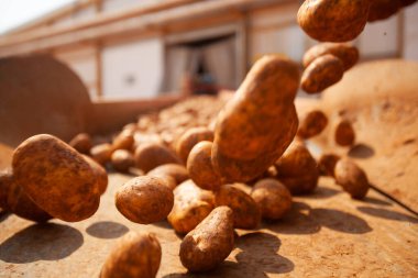 Fabrikanın içi. Cips üretimi. Fabrika ekipmanları, ürün üretim süreci. Yüksek kalite fotoğraf