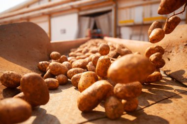 Fabrikanın içi. Cips üretimi. Fabrika ekipmanları, ürün üretim süreci. Yüksek kalite fotoğraf