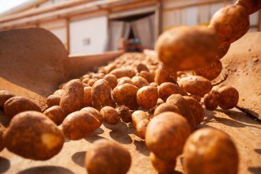 Fabrikanın içi. Cips üretimi. Fabrika ekipmanları, ürün üretim süreci. Yüksek kalite fotoğraf