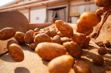 Fabrikanın içi. Cips üretimi. Fabrika ekipmanları, ürün üretim süreci. Yüksek kalite fotoğraf