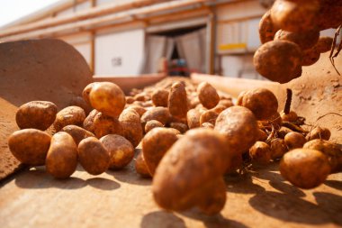 Fabrikanın içi. Cips üretimi. Fabrika ekipmanları, ürün üretim süreci. Yüksek kalite fotoğraf