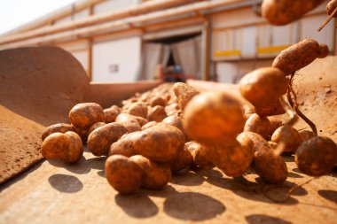 Fabrikanın içi. Cips üretimi. Fabrika ekipmanları, ürün üretim süreci. Yüksek kalite fotoğraf