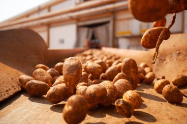Fabrikanın içi. Cips üretimi. Fabrika ekipmanları, ürün üretim süreci. Yüksek kalite fotoğraf