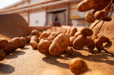 Fabrikanın içi. Cips üretimi. Fabrika ekipmanları, ürün üretim süreci. Yüksek kalite fotoğraf