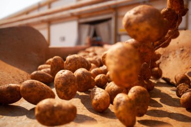 Fabrikanın içi. Cips üretimi. Fabrika ekipmanları, ürün üretim süreci. Yüksek kalite fotoğraf