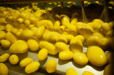 Fabrikanın içi. Cips üretimi. Fabrika ekipmanları, ürün üretim süreci. Yüksek kalite fotoğraf