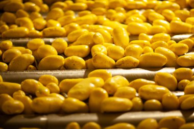 Fabrikanın içi. Cips üretimi. Fabrika ekipmanları, ürün üretim süreci. Yüksek kalite fotoğraf