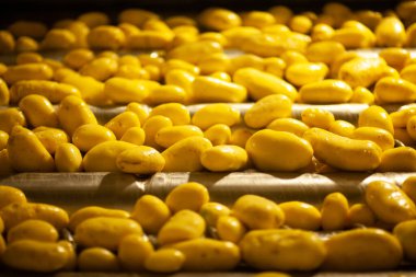 Fabrikanın içi. Cips üretimi. Fabrika ekipmanları, ürün üretim süreci. Yüksek kalite fotoğraf