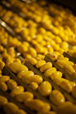 Fabrikanın içi. Cips üretimi. Fabrika ekipmanları, ürün üretim süreci. Yüksek kalite fotoğraf