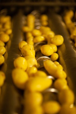 Fabrikanın içi. Cips üretimi. Fabrika ekipmanları, ürün üretim süreci. Yüksek kalite fotoğraf