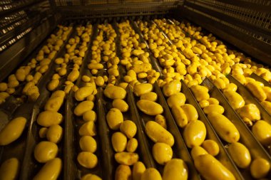 Fabrikanın içi. Cips üretimi. Fabrika ekipmanları, ürün üretim süreci. Yüksek kalite fotoğraf