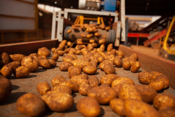 Fabrikanın içi. Cips üretimi. Fabrika ekipmanları, ürün üretim süreci. Yüksek kalite fotoğraf