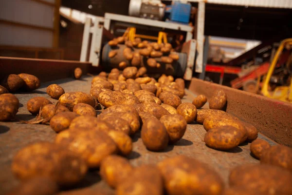 Fabrikanın içi. Cips üretimi. Fabrika ekipmanları, ürün üretim süreci. Yüksek kalite fotoğraf
