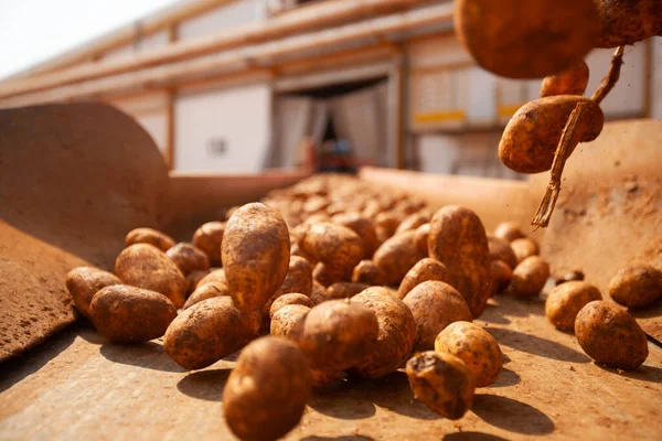 Fabrikanın içi. Cips üretimi. Fabrika ekipmanları, ürün üretim süreci. Yüksek kalite fotoğraf
