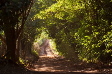 Beauty of trees and lush green inside a park. Nature and wellbeing concept. High quality photo