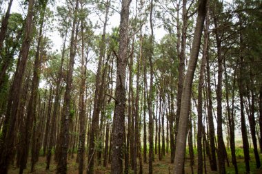 Beauty of trees and lush green inside a park. Nature and wellbeing concept. High quality photo