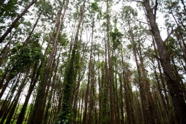 Beauty of trees and lush green inside a park. Nature and wellbeing concept. High quality photo
