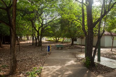Beauty of trees and lush green inside a park. Nature and wellbeing concept. High quality photo
