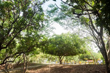 Beauty of trees and lush green inside a park. Nature and wellbeing concept. High quality photo