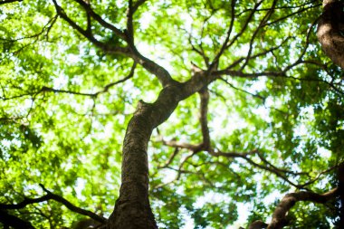 Beauty of trees and lush green inside a park. Nature and wellbeing concept. High quality photo