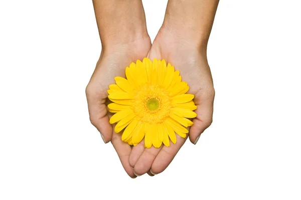 A beautiful gerbera flower on a woman's hands on a white background. Nature. High quality photo