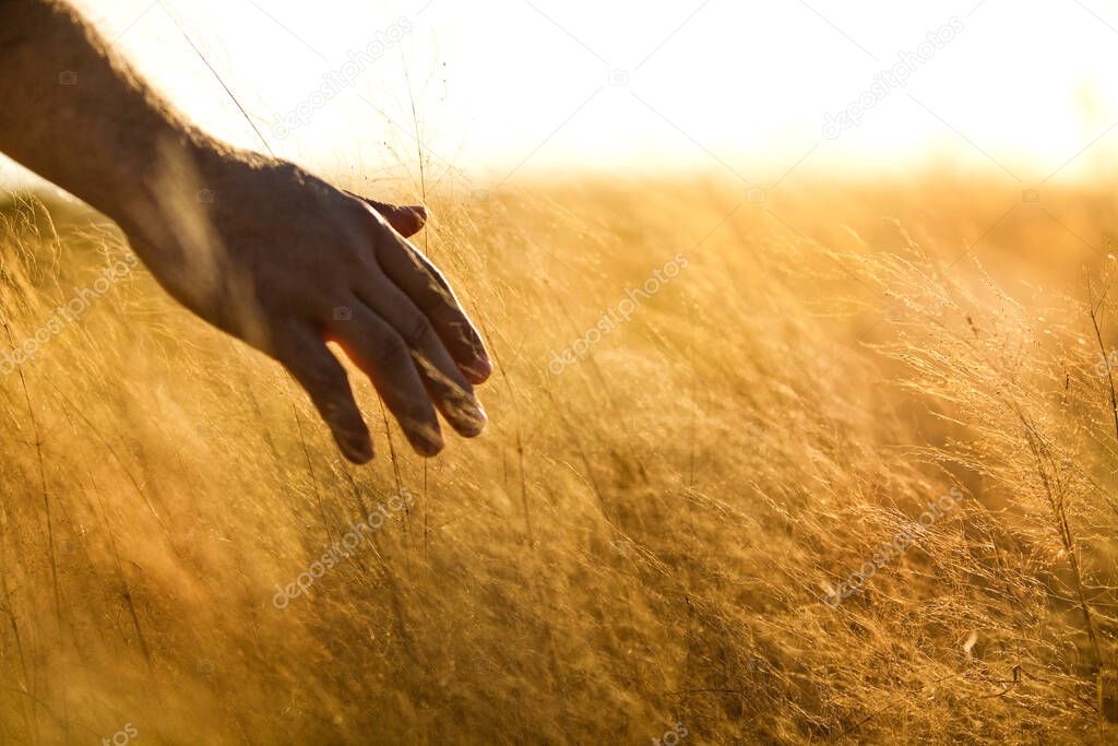 Man's hand passing over a wheat field on a beautiful sunny day. Freedom and wellbeing concept. High quality photo