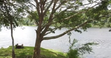  Doğada güzel yeşil bir park ve göl manzarası