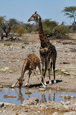 Giraffes at the watering hole. Guarding his lady.
