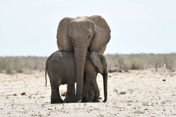 Namibie Bébé Éléphant Cache Soleil Ombre Mère — Photo