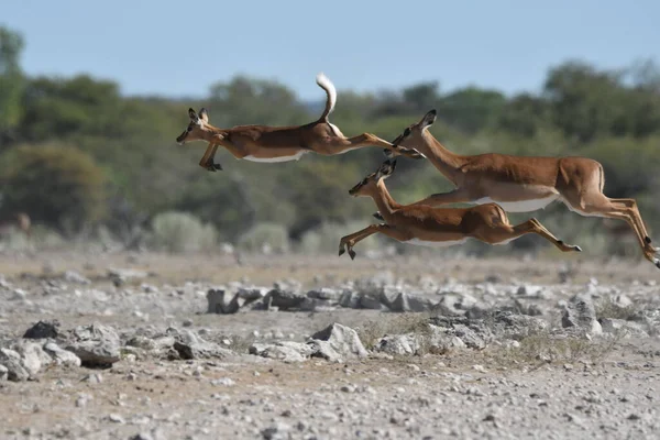Namibie Antidorcas Marsupialis Vol Photo De Stock