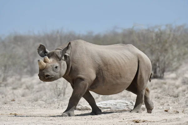 Namibie Rencontre Avec Rhinocéros Photos De Stock Libres De Droits