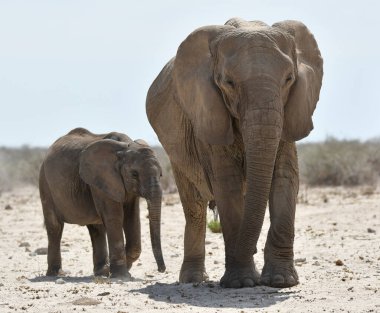 I annoy her. Drives me away.