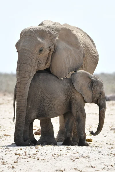 Namibie Bébé Éléphant Cache Soleil Ombre Mère — Photo