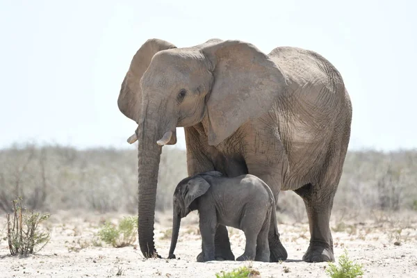 Namibia Baby Elephant Hides Sun Shadow His Mother — Photo