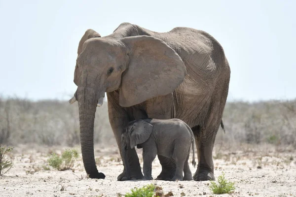 Namibie Bébé Éléphant Cache Soleil Ombre Mère — Photo