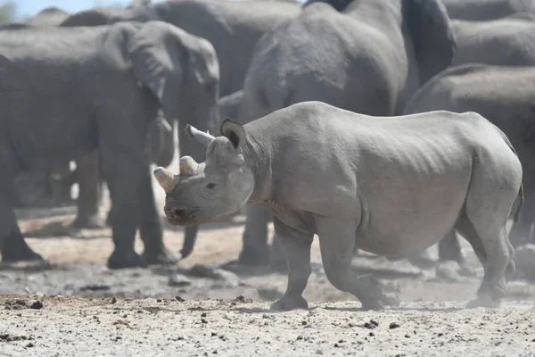 Les Éléphants Laissent Pas Rhinocéros Eau — Photo