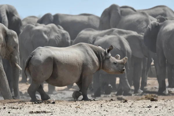 Les Éléphants Laissent Pas Rhinocéros Eau — Photo