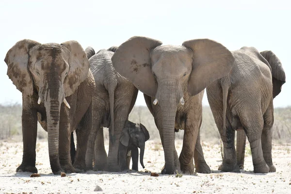 Namibie Bébé Éléphant Cache Soleil Ombre Mère Images De Stock Libres De Droits