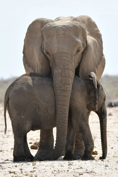 Namibie Bébé Éléphant Cache Soleil Ombre Mère Images De Stock Libres De Droits