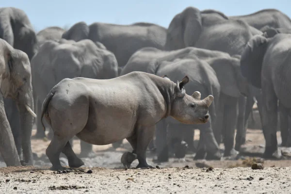 Les Éléphants Laissent Pas Rhinocéros Eau Image En Vente
