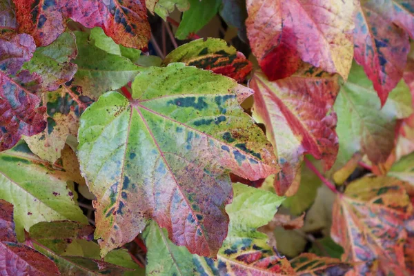 Barevné Marple Listy Podzimní Zelené Červené — Stock fotografie