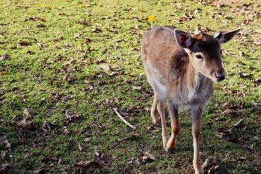 İsviçre 'de yeşil bir arazide yürüyen bir geyik.