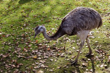 Bir Nandu hayvanı tarlada yürüyor.