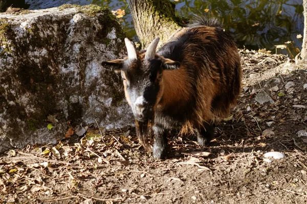 Cabra corre em um caminho na floresta — Fotografia de Stock