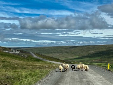 A few Sheeps walking on a Road in a rural Area in Iceland