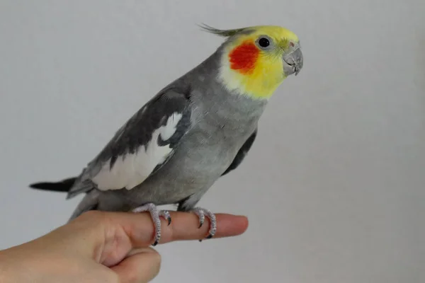 Un macho domesticado Cockatiel se sienta en un dedo —  Fotos de Stock